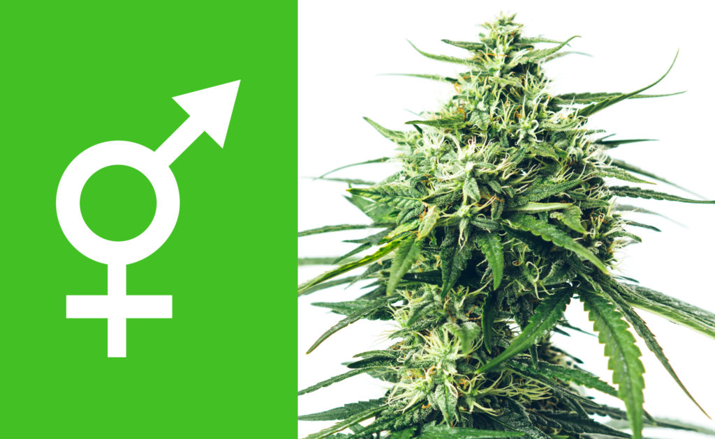 Autoflower, gefeminiseerde of reguliere wietzaadjes? - WeedSeedShop