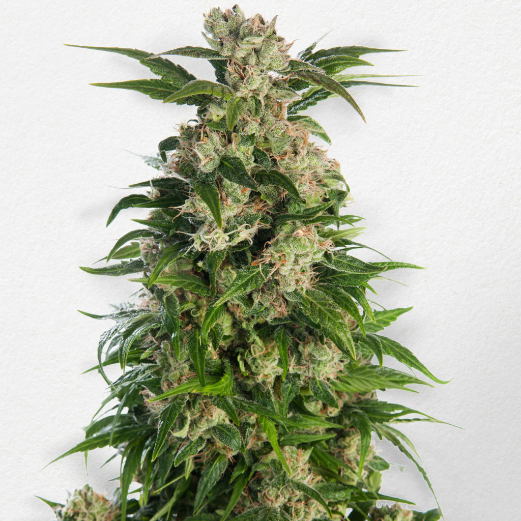 Trainwreck Feminized bud ready to be harvested with white background