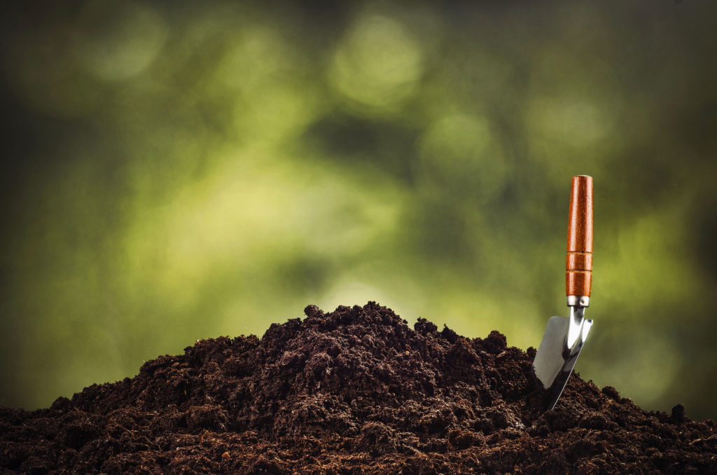 Bodembedekkende gewassen zijn samen net als combinatie planten, methoden die al jarenlang gebruikt worden in de landbouw. Wietplanten zijn grote eters die graag veel stikstof binnenkrijgen. Naast het verstrekken van voldoende voedingsstoffen kunnen bodembedekkende gewassen ook de aarde helpen te herstellen waar je planten in groeien. Over het algemeen zijn bodembedekkende gewassen geen veeleisende planten die onder bijna elke weersomstandigheid groeien waardoor ze geschikt zijn voor elk soort kweker. Bodembedekkende gewassen worden tussen de seizoenen in gebruikt om de aarde actief en “levend” te houden en om er voedingsstoffen aan te geven. Sommige bodembedekkende gewassen zijn zelfs “fytoremediatief”; dat betekent dat ze gifstoffen uit de aarde halen. In dit artikel gaan we het hebben over de voordelen van het gebruik van gewassen in een wietplantage en geven we een aantal aanbevelingen!  1.	Voedingstoffixatie De hoofdreden dat kwekers bodembedekkende gewassen gebruiken is omdat ze voedingsstoffen kunnen fixeren in de aarde. Hoewel de lucht rijk is aan stikstof (waar wietplanten dol op zijn), is dit niet een vorm van stikstof die geabsorbeerd kan worden door planten. Hier komen de bodembedekkende gewassen van pas die magisch werken voor je wietplantage. Veel bodembedekkende gewassen, met name peulvruchten, zetten het N2 gas in onze lucht om in ammonium of nitraat; dat zijn vormen van stikstof die wiet kan eten. Peulvruchten zijn in dit geval bijzonder omdat ze de gastheren zijn van een speciaal micro-organisme dat zich in hun wortels bevindt. De rol van dit micro-organisme is om de stikstof in de atmosfeer om te zetten naar bruikbare voedingsstoffen. Het grootste deel van de tijd helpen micro-organismen en bacteriën in de aarde bij het afbreken van biologisch materiaal dat ze omzetten naar voedingsrijk eten voor planten. Maar als deze micro-organismen er niet zijn, dan zijn de planten afhankelijk van het hele trage proces van natuurlijke afbraak. En dat werkt niet echt bij een plant met zo een korte levenscyclus als wiet. 2.	Bodembedekkende gewassen helpen de aarde gezond te houden Door hun magische kracht om voedingsstoffen te fixeren, zijn bodembedekkende gewassen geweldige dokters voor uitgeputte aarde. Wanneer je meerdere seizoenen achter elkaar buiten wiet kweekt kan de grond onvruchtbaar worden en hier moet je iets aan doen als je op dezelfde plek wilt blijven kweken. Interessant is dat de hennepplant een van de bodembedekkende gewassen is die vaak door boeren gebruikt wordt om de aarde te herstellen tussen de oogsten (van bijvoorbeeld tomaten en andere groente) in. Hennep, zonnebloemen, Indiase mosterd en wilg zijn allemaal fytoremediatie planten. Ze helpen bij het gezond houden van de aarde, bij ontgiften en voor voedingsstoffixatie.  Als je bodembedekkende gewassen gebruikt tussen de seizoenen in, geef je de aarde de kans om zich te herstellen met behulp van het biologische materiaal dat aangetrokken wordt door bodembedekkende gewassen. En ze helpen met het vasthouden van vocht waardoor de aarde niet te droog wordt. 3.	Ze brengen micro-organismen in de aarde  Aarde is niet gezond zonder hardwerkende micro-organismen. Je zou kunnen zeggen dat micro-organismen hetgene is dat je aarde levend en ademend houdt. Er zit veel organisch materiaal in aarde dat rijk is aan voedingsstoffen. Maar al deze goede stoffen zijn onbruikbaar voor de plant als er geen micro-organismen zijn. Deze bezige bijtjes zijn continu hard aan het werk om het organische materiaal om te zetten naar voedsel dat je wietplant kan eten. Micro-organismen zijn ook afhankelijk van bodembedekkende gewassen voor bescherming en voedsel. De bodembedekkende gewassen bieden de micro-organismen suiker waar ze van kunnen smullen. 4.	Een natuurlijk middel tegen plagen Uiteindelijk kan het gebruik van bodembedekkende gewassen je zelfs geld besparen op het bestrijden van plagen. En verschillende gewassen werken ook op verschillende manieren. Waar sommigen helpen tegen ziektes die ontstaan vanuit de aarde, zorgen anderen ervoor dat er geen onkruid in je tuin zal groeien. Sommige bodembedekkende gewassen krijgen bloemen vol nectar, die insecten naar je tuin lokken om de schadelijke insecten te bestrijden. Deze bloemen bieden ook een huisje aan deze voordelige insecten waardoor ze in de buurt blijven. Zelfs met behulp van chemische pesticiden kan het ontzettend moeilijk zijn om ziekten te bestrijden die in de aarde zitten. Sommige telers kiezen er gewoon voor om op die plek niets te planten. Maar met bodembedekkende gewassen kun je de aarde gezond genoeg houden om wiet te blijven kweken. Verschillende gewassen voor verschillende seizoenen en redenen Afhankelijk van waar je woont en met wat voor soort plagen je te maken hebt kun je voor verschillende bodembedekkende gewassen kiezen. Het is ook belangrijk om op de seizoenen te letten waarin de gewassen bloeien. Hoewel je meestal bodembedekkende gewassen plant tussen de seizoenen in, kun je ze ook op hetzelfde moment planten als je wiet. Maar voor je aarde is het toch nog fijn als je ze ook in het laagseizoen plant. Plant je ze tussen de wietseizoenen in, of doe je het tegelijk? Beide manieren zijn prima, het is afhankelijk van wat je wilt bereiken. Hieronder zullen we het gaan hebben over verschillende bodembedekkende gewassen die je kunt proberen en de redenen dat je ze zou willen gebruiken. Peulvruchten Zoals we al eerder gezegd hebben zijn peulvruchten een heel goed gewas voor je wietplantage. Ze zijn erg goed in het fixeren van eetbare stikstof in de aarde. Klaver, alfalfa, bonen, linzen en erwten behoren allemaal tot de peulvruchten.  Als je kiest voor bonen of linzen, heb je meteen wat zelfgekweekte, eiwitrijke voeding in je tuin. Dit kan je ook helpen om gezond te eten!  Klaver kan tegen koudere klimaten, dus dat is zowel geschikt voor tijdens de seizoenen als ertussenin. Koolsoorten Koolsoorten zijn geen traditionele bodembedekkende gewassen, maar ze werken erg goed. Mosterd, boerenkool (jij hipster!) en koolzaad zijn enkele voorbeelden. Ze werken erg goed voor het gezond houden van de aarde en ze bevatten enzymen die pathogenen doden die verantwoordelijk zijn voor ziekten in de aarde. Koolsoorten gaan dood in de winter, dus je kunt hier gebruik van maken tijdens de herfstmaanden. Je kunt ze ook oogsten voordat ze doodgaan en er lekker mee koken! Boekweit Als je vaak last hebt van onkruid in je wietplantage, is boekweit een goed gewas voor het schoonhouden van je tuin. Het is sterk en groeit heel snel; in zes weken is het volledig volgroeid. Er is geen enkel onkruid dat bestand is tegen boekweit. Havermout Dit bodembedekkende gewas kun je planten in de lente of zomer, aangezien het de winter meestal niet overleeft. Het groeit erg snel en geeft ontzettend veel organisch materiaal als compost voor je aarde. Als je het naast peulvruchten plant geven ze ook een extra productiviteitsboost aan het werk dat je peulvruchten doen. Ze onderdrukken ook het onkruid dat in je tuin wil leven. Bonte wikke In tegenstelling tot havermout groeit de bonte wikke in de winter en brengt hij grote hoeveelheden stikstof in de grond. Als de lente komt gaat de bonte wikke dood en geeft het je aarde stikstofrijke compost. Het is een hele goede manier om de aarde voor te bereiden op de volgende oost. Dit bodembedekkende gewas overleeft vrieswinters, dus als je in Europa woont is dit een heel goed bodembedekkend gewas. Het gebruiken van bodembedekkende gewassen werkt erg goed om je tuin gezond te houden, zelfs als je je toppen al geoogst hebt. Na een tijdje zal je merken dat je niet meer zoveel geld uit hoeft te geven aan voedingsstoffen of pesticiden, omdat de bodembedekkende gewassen het grootste deel van dat werk voor je doen. Veel plezier met het uitproberen van deze methode!