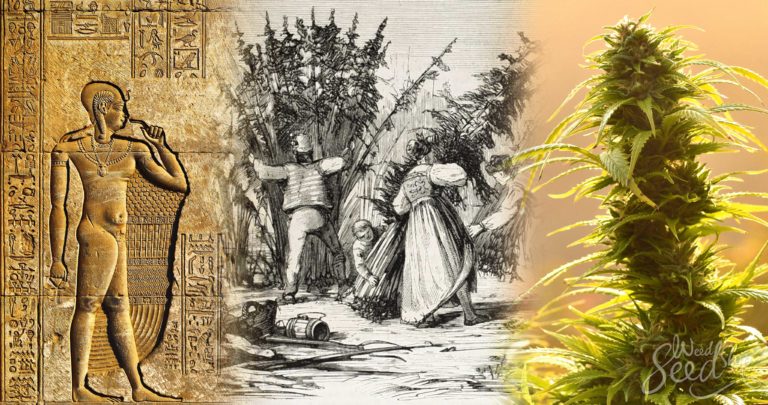 The History of Growing Marijuana Around the World