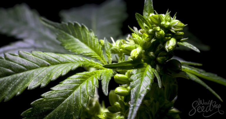 How to Select The Best Male Cannabis Plants For Breeding