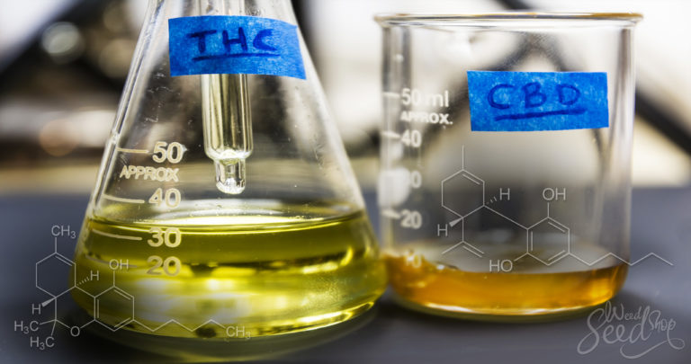 Weeding Out The Differences Between THC and CBD