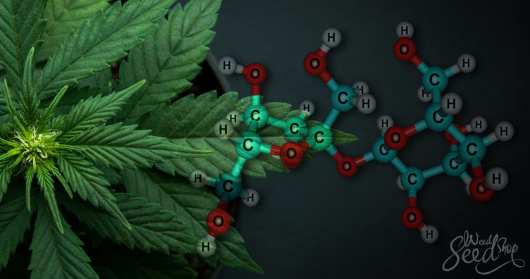 La distribution des sucres dans le cannabis