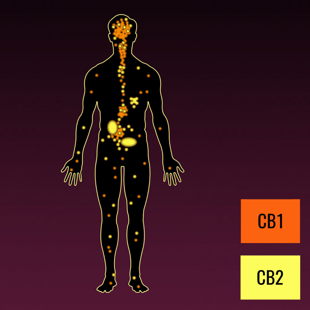 El sistema endocannabinoide para principiantes – WeedSeedShop