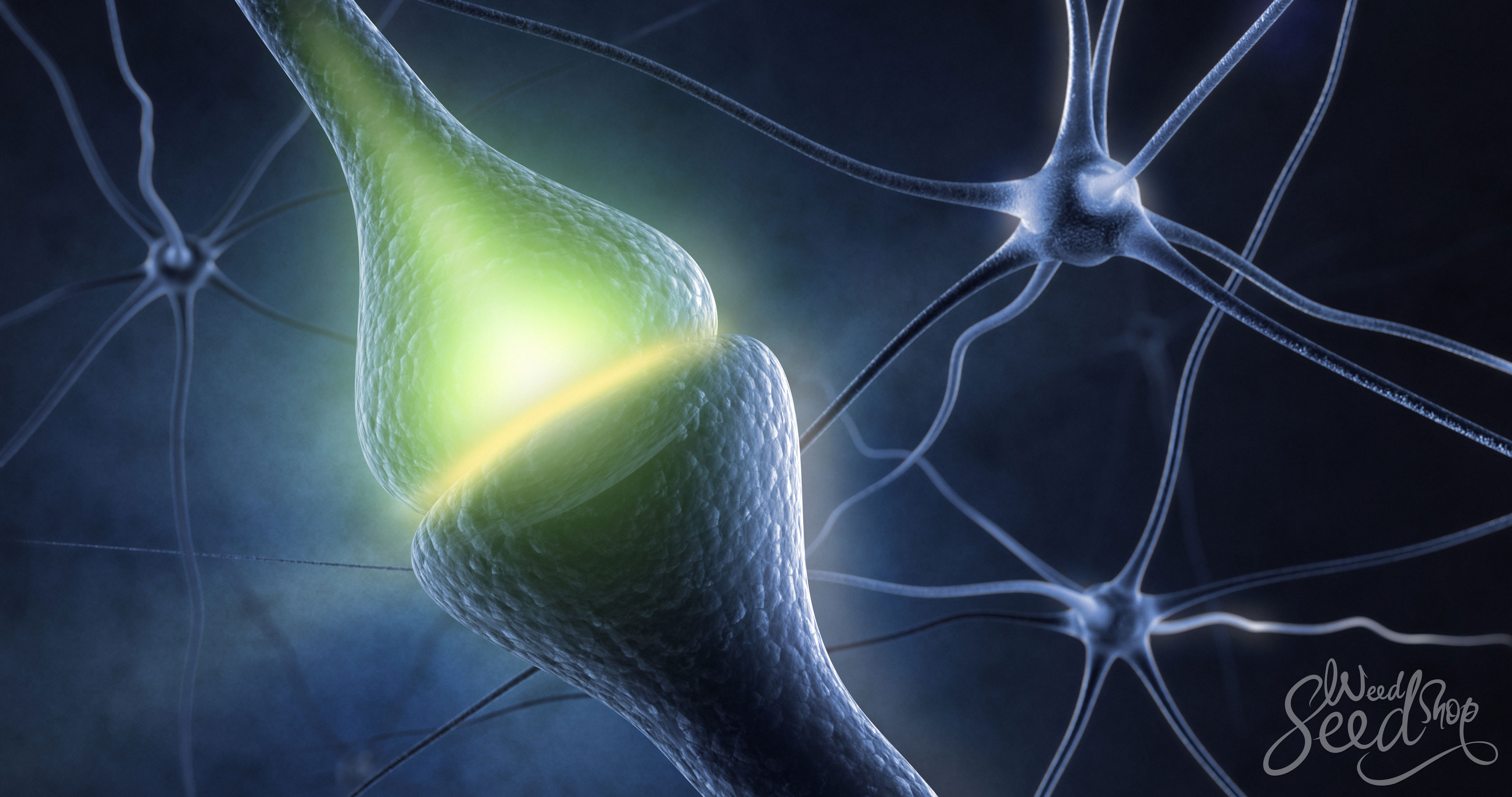 Anandamida, el endocannabinoide que nos hace felices