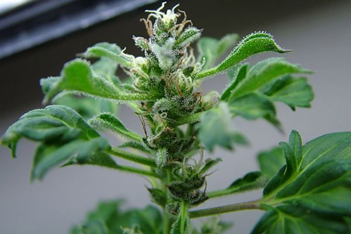 Cannabis en forma de vid