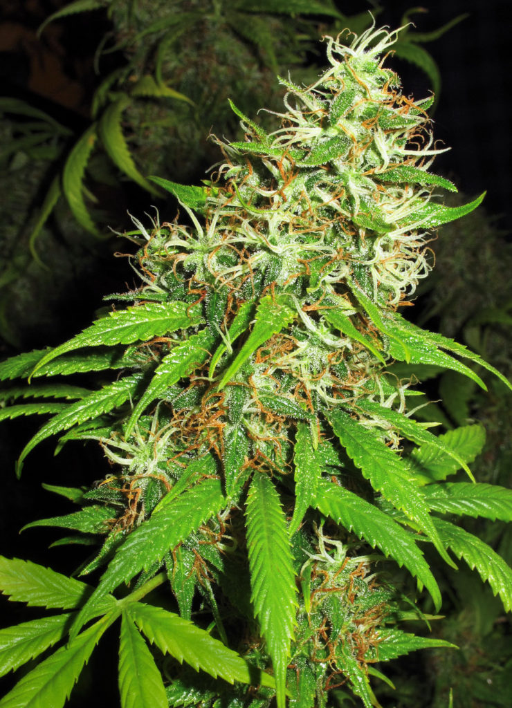 What to Expect From a Sativa Strain - WeedSeedShop