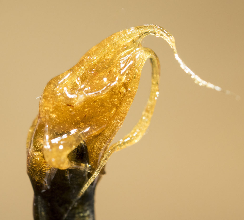 Quels sont les différents types de hash ? - WeedSeedShop