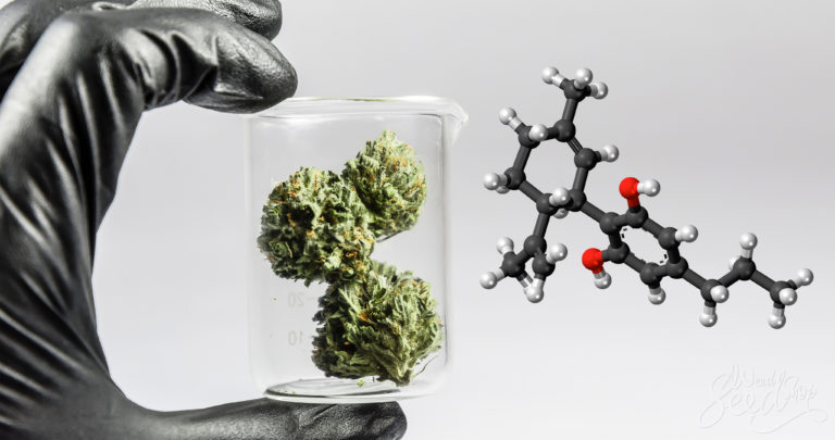 Le CBDv (cannabidivarine), c’est quoi ?