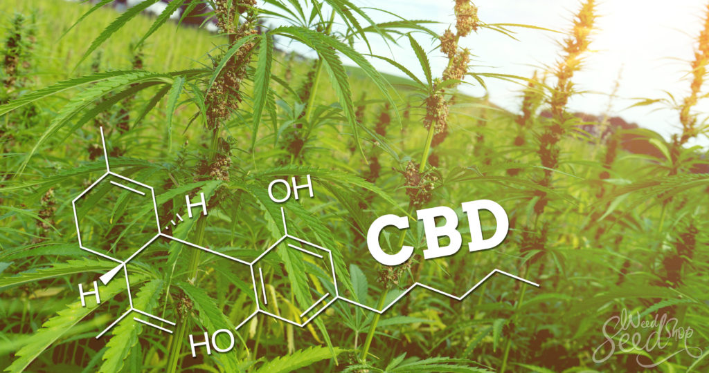 What is CBD (Cannabidiol)? The Basics - WeedSeedShop Blog