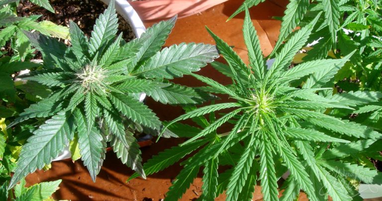 Quelle est la différence entre Sativa, Indica et hybride ?