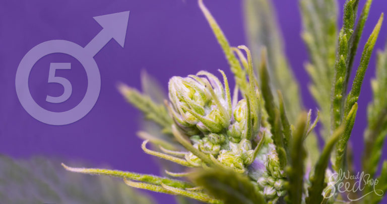 5 Redenen Om Je Mannelijke Planten Te Houden