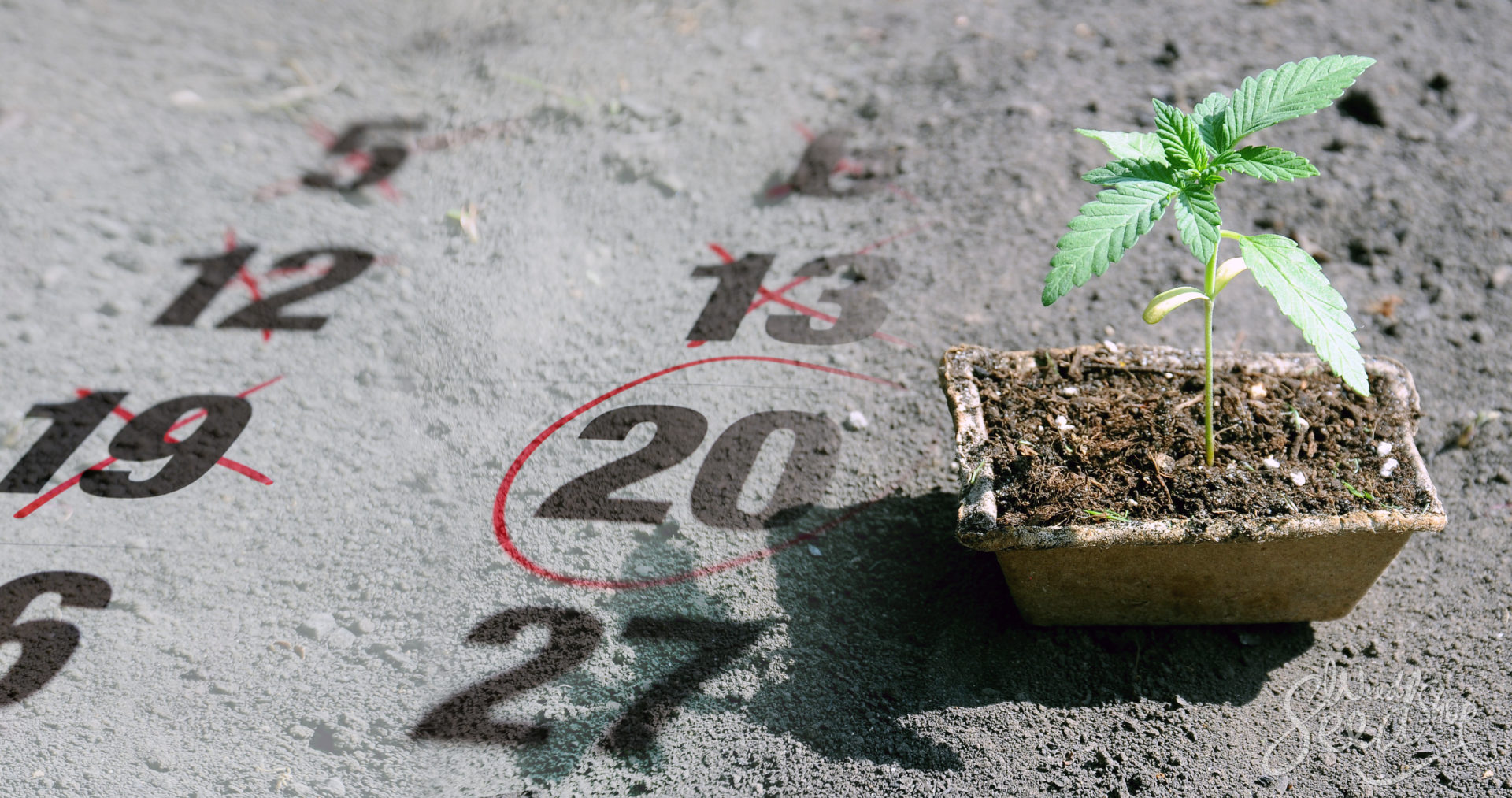 When is the Best Time to Grow Cannabis? - WeedSeedShop