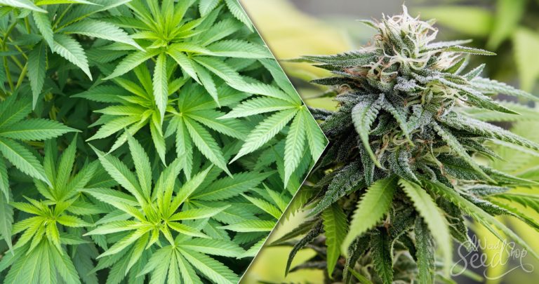 When To Flip From Veg to Flower