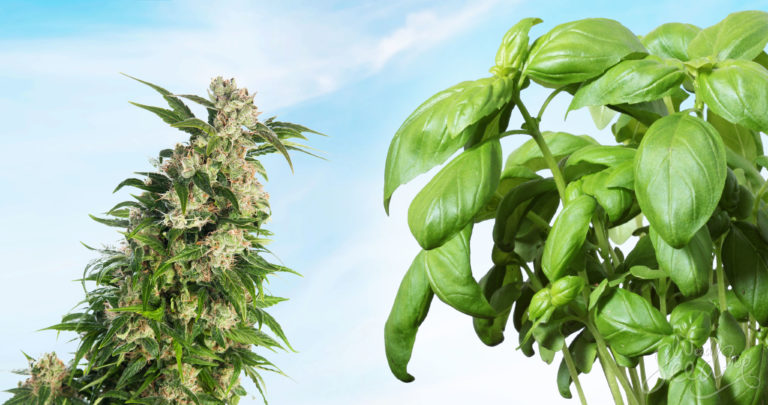 Companion Planting: Why You Should Do it and How to Do it Well