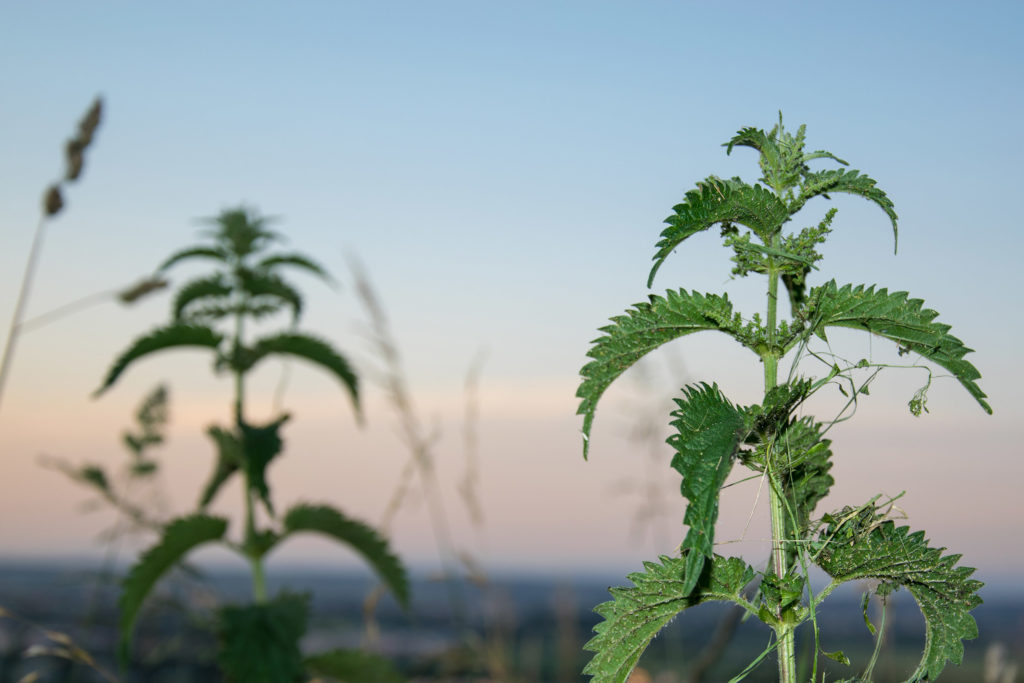 Plantes compagnes pour le cannabis: les bienfaits - WeedSeedShop