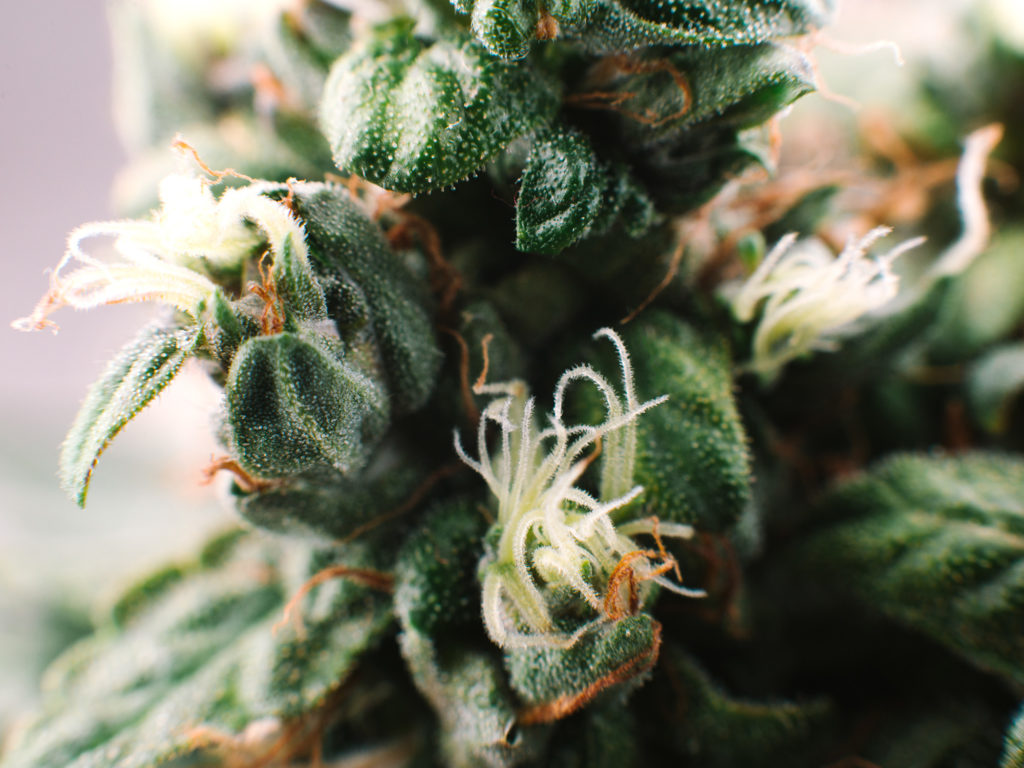 Cannabis Anatomie 101‏ - Delen van de plant - Weed Seed Shop Blog