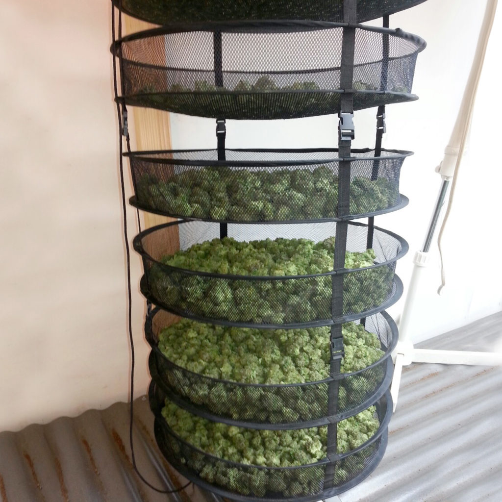 How to Dry and Cure your Cannabis Properly