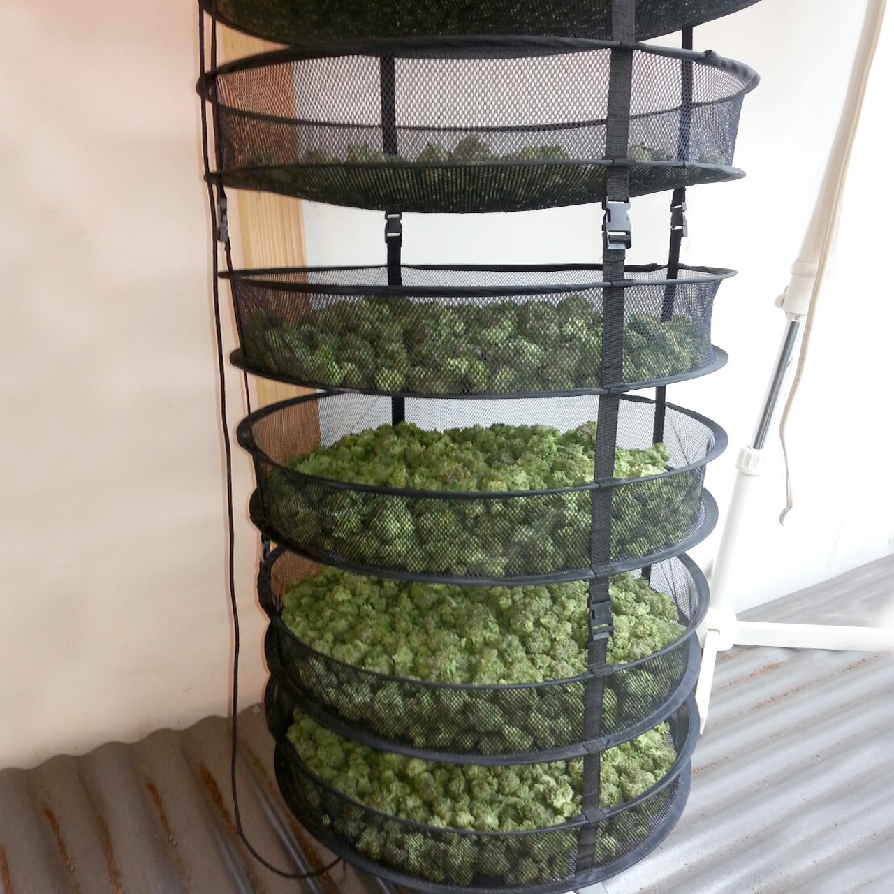 How To Dry And Cure Your Weed - WeedSeedShop