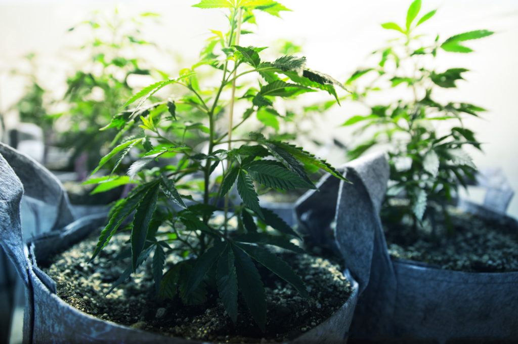 Comment transplanter un plant de cannabis– WeedSeedShop