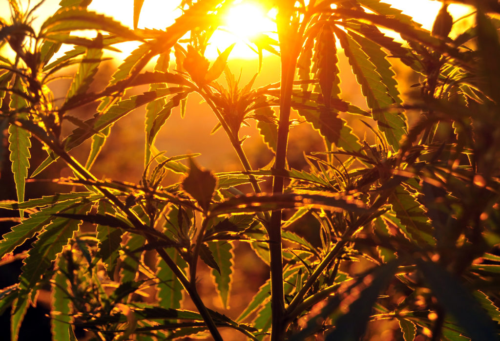 Cannabis indoor oder outdoor anbauen – Was ist das Richtige für dich? - Weed Seed Shop Blog