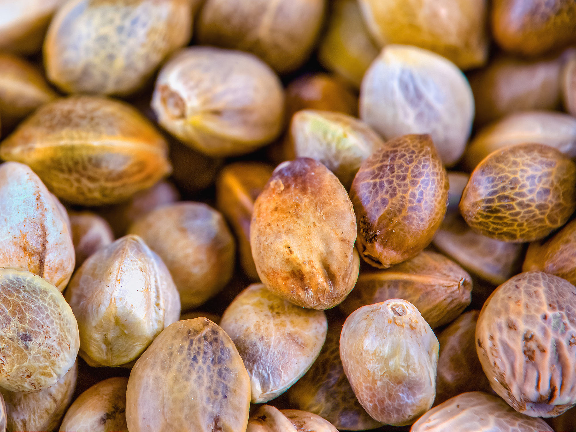 Die beste Zeit für den Cannabis Anbau - WeedSeedShop