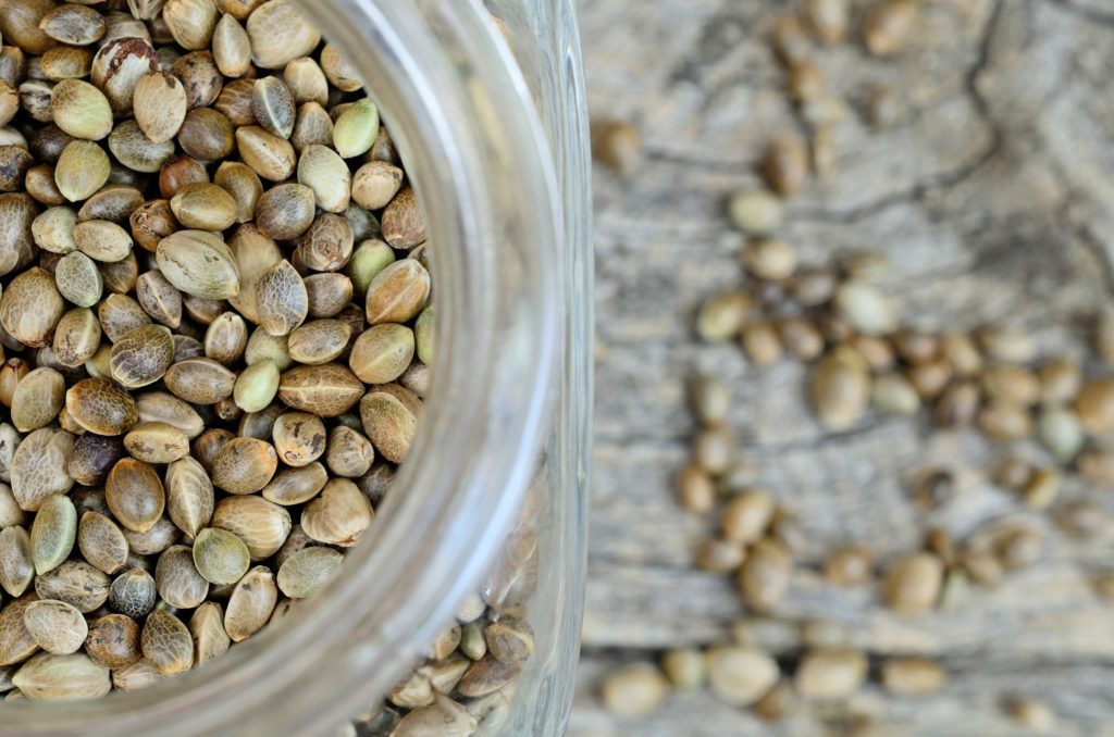 Seed Storage 101: How to Store Cannabis Seeds - Weed Seed Shop Blog