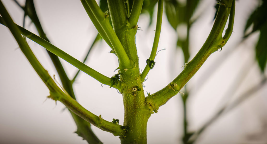 Los tallos de marihuana para hacer té