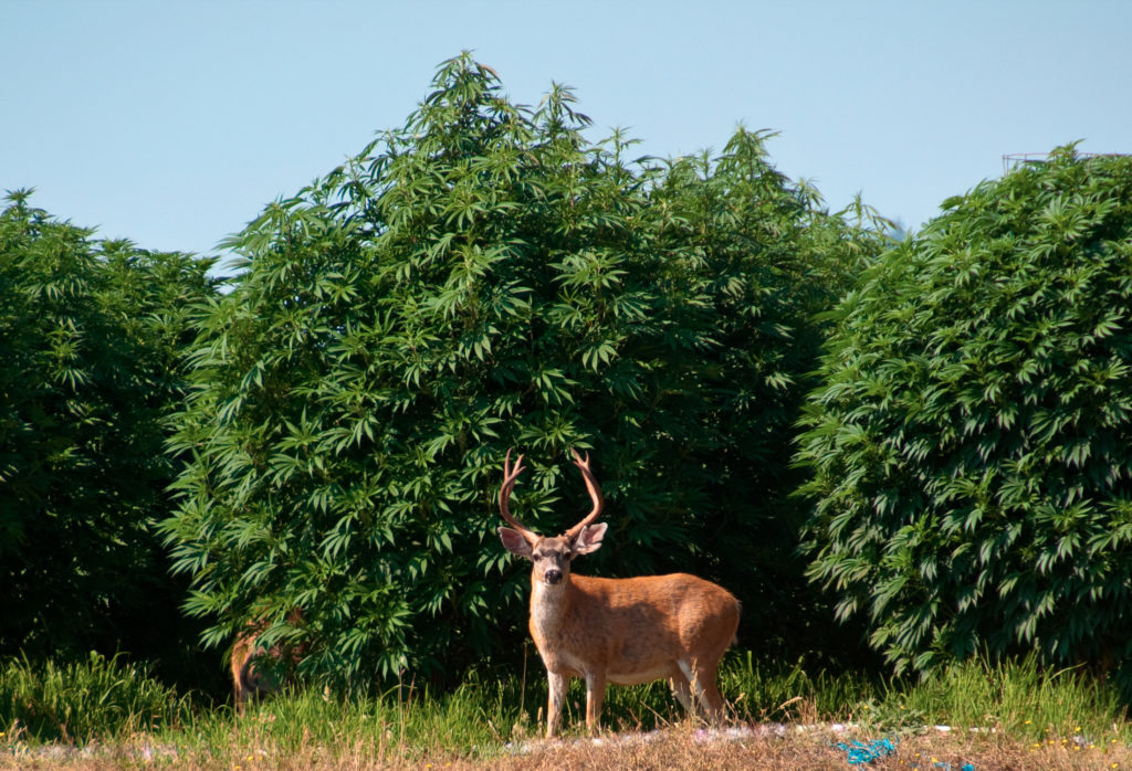 Het Kweken van Wiet: Waarom Je Pesticiden en Alternatieven Moet Vermijden - Weed Seed Shop Blog