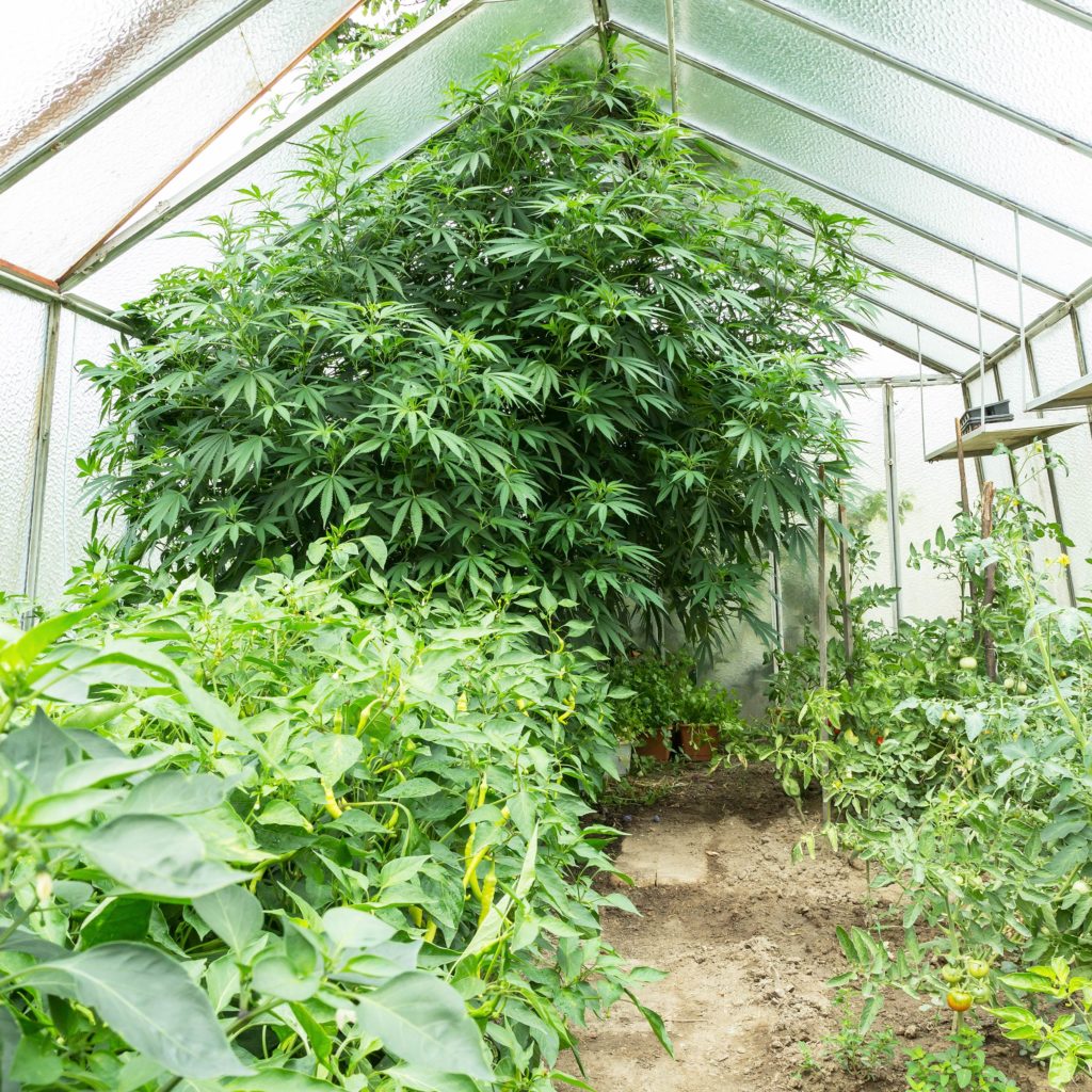 5 Redenen Om Je Mannelijke Planten Te Houden - WeedSeedShop Blog 