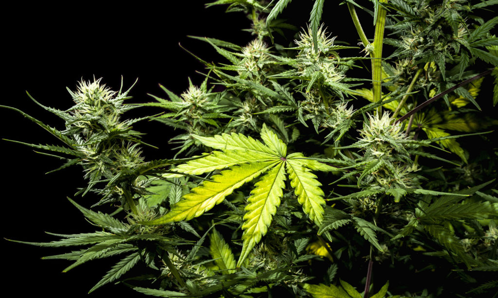 Is Your Marijuana Plant Male or Female? - WeedSeedShop