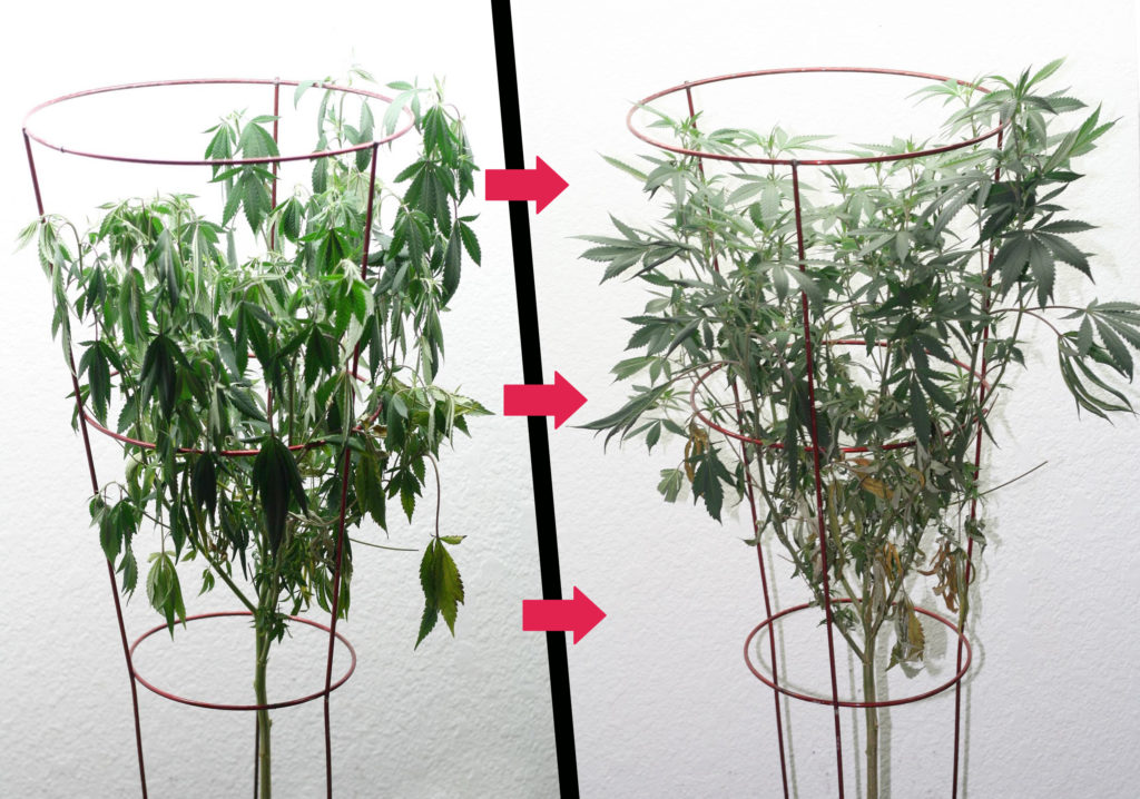 The difference between drooping and wilting cannabis leaves. Right are drooping leaves, left are wilting marijuana leaves.