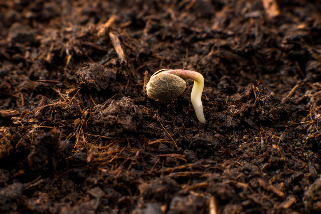 Wat Je Moet Weten om Wietzaadjes te Ontkiemen - WeedSeedShop Blog 