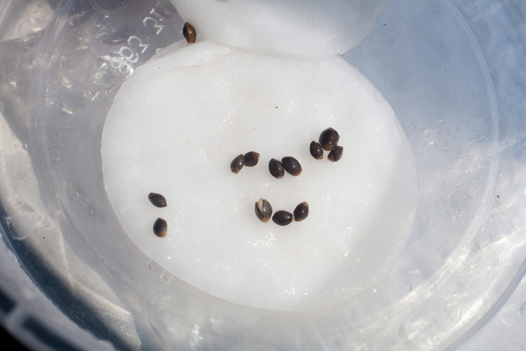 What You Need to Know to Germinate Cannabis Seeds - WeedSeedShop Blog 