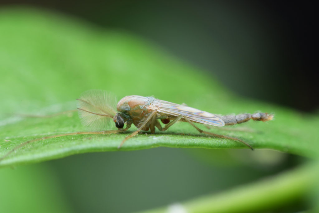 Les moucherons des champignonnières, comment s’en débarrasser ?