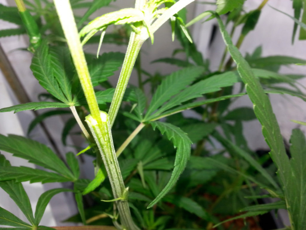 How to Graft your Cannabis Plant - Weed Seed Shop Blog