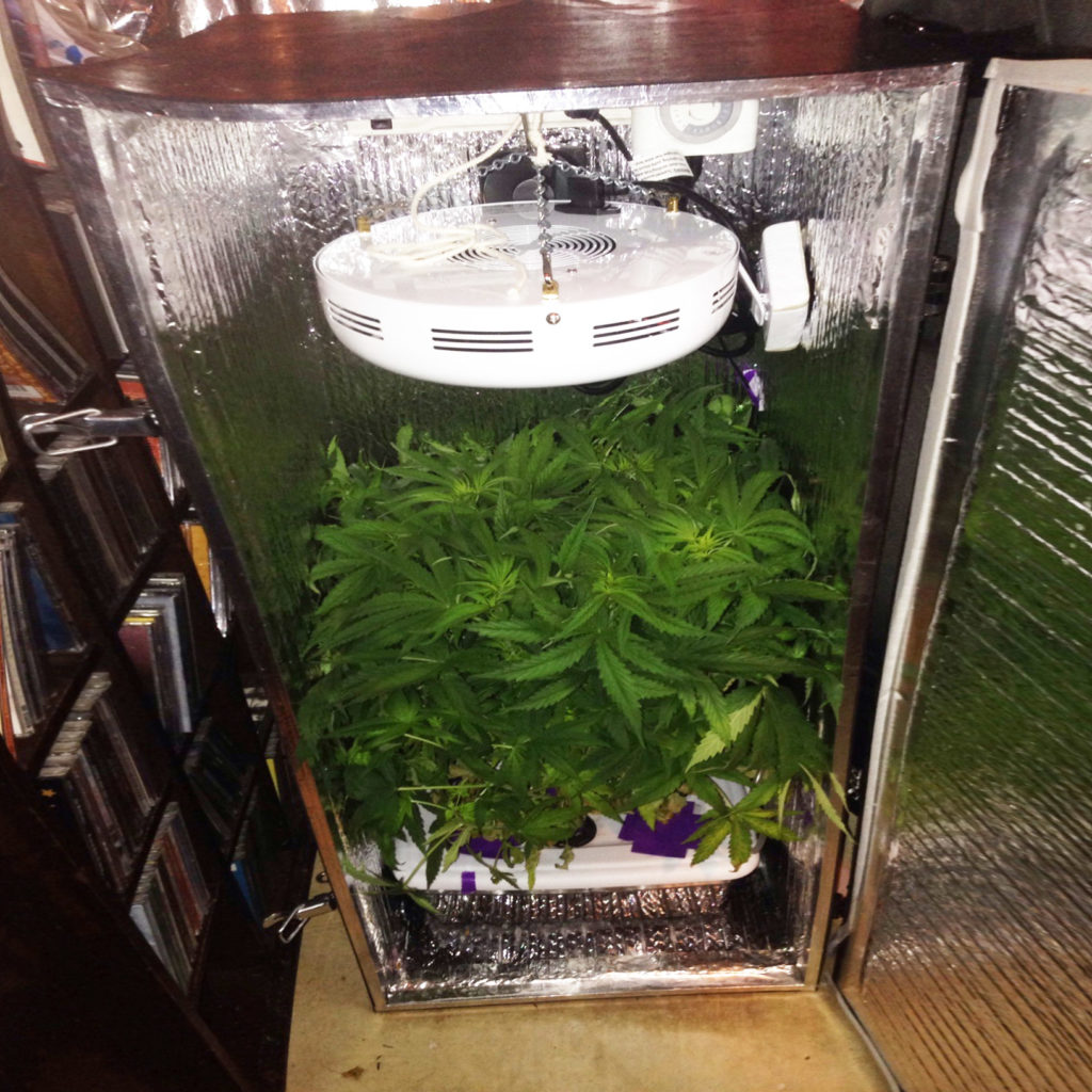  How To Grow Weed in Small Spaces - WeedSeedShop Blog 