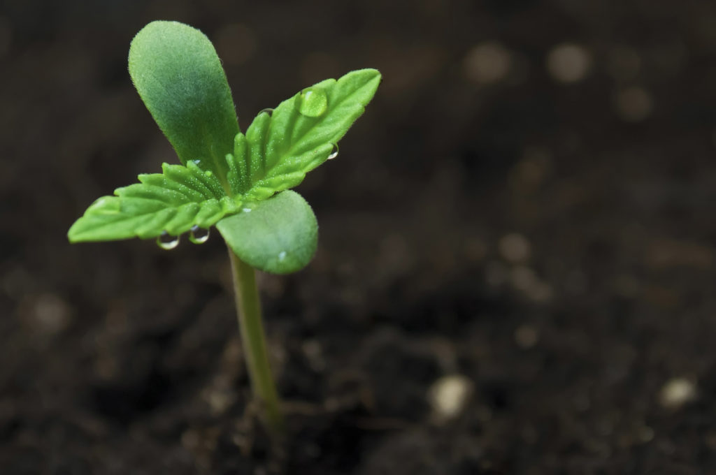 How To Grow Weed On a Budget - WeedSeedShop Blog