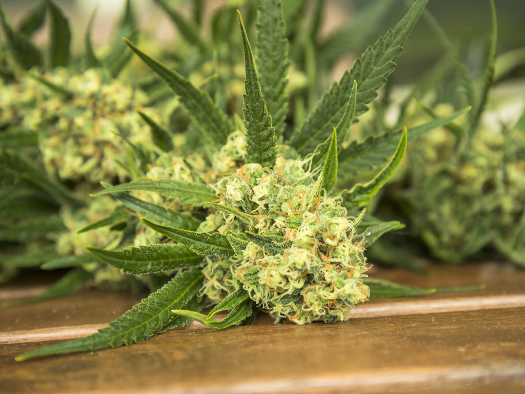 When and How to Harvest Your Marijuana Plant