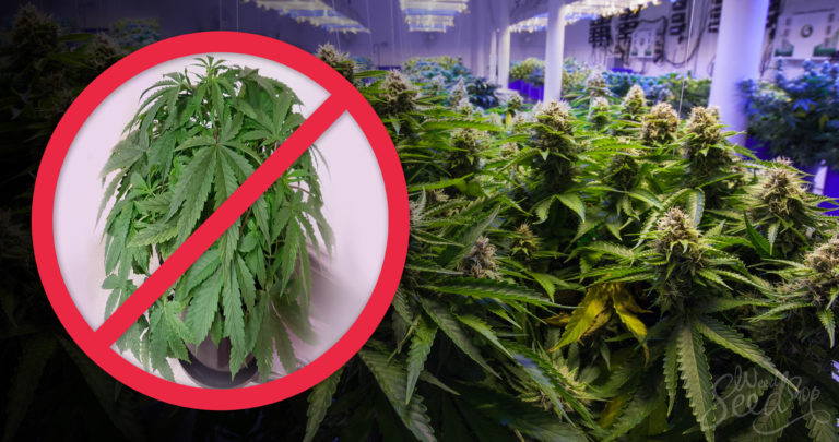 Comment réparer des feuilles de cannabis qui se flétrissent