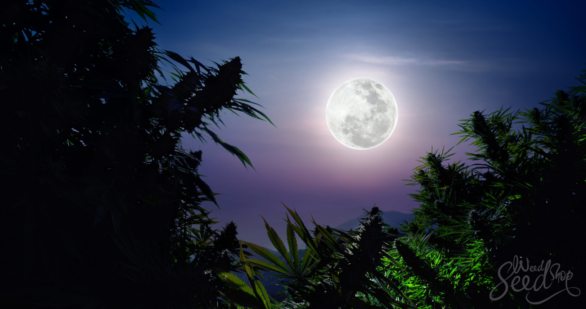 Cómo usar la luna para cultivar cannabis - WeedSeedShop