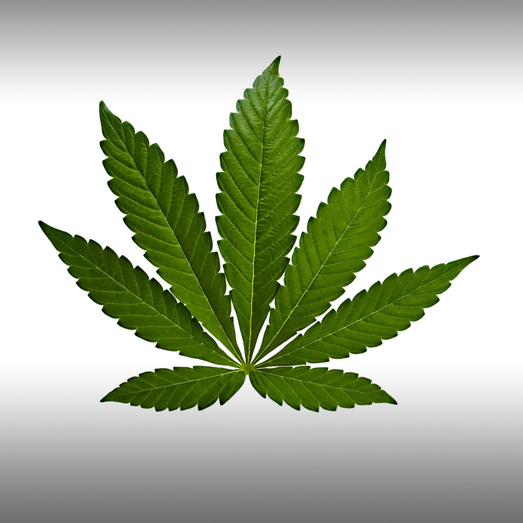 What is the Difference Between Cannabis Sativa, Indica, and Hybrid‏? - Weed Seed Shop Blog