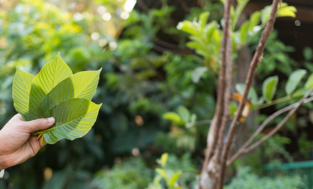 Die Kratom-Bibel: Alle Fragen beantwortet - WeedSeedShop