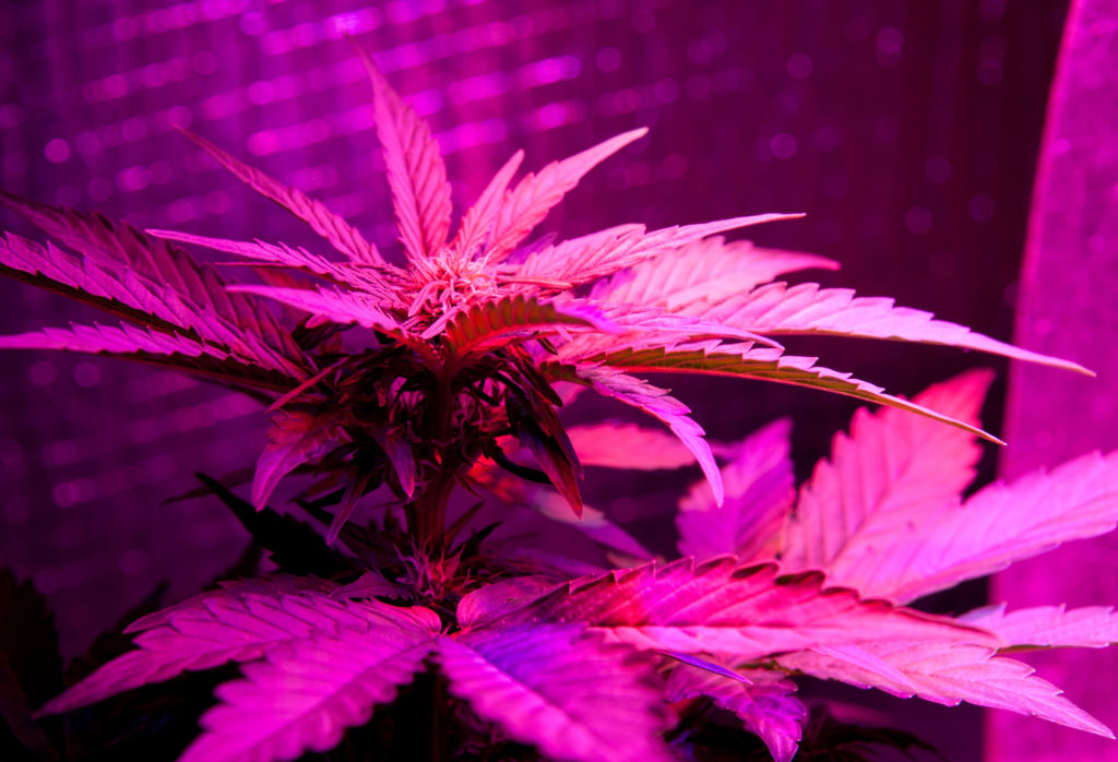 Wat Maakt een Wietsoort Uniek? - Weed Seed Shop Blog