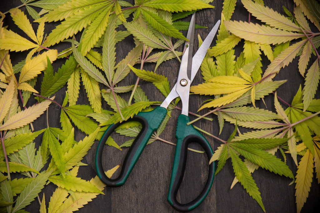 How To Properly Trim Your Weed - WeedSeedShop Blog 