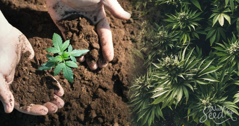 El Ciclo De Vida De Una Planta De Marihuana - WeedSeedShop