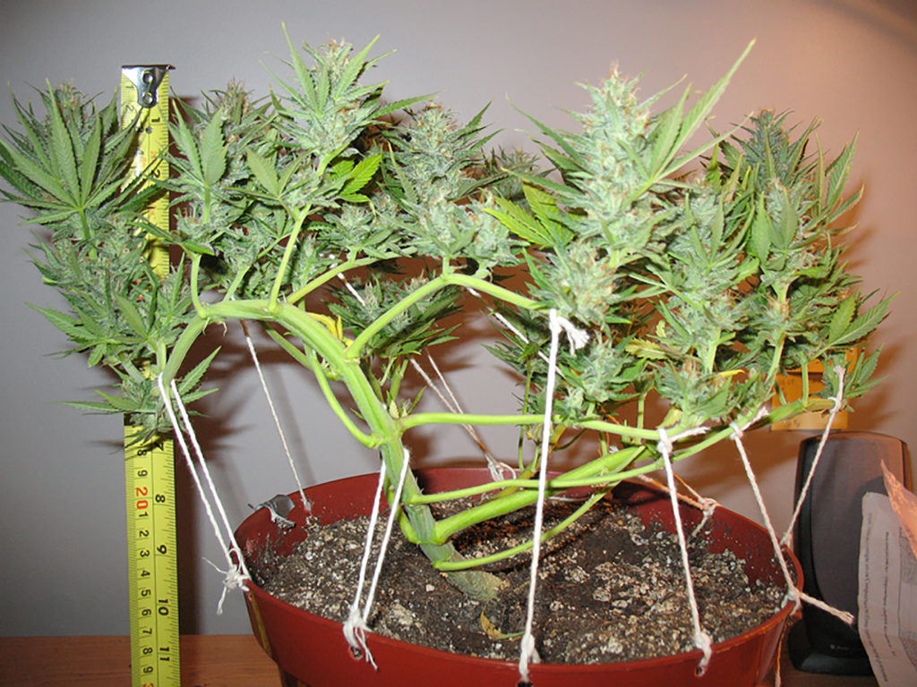 The Low Stress Training (LST) Technique - WeedSeedShop