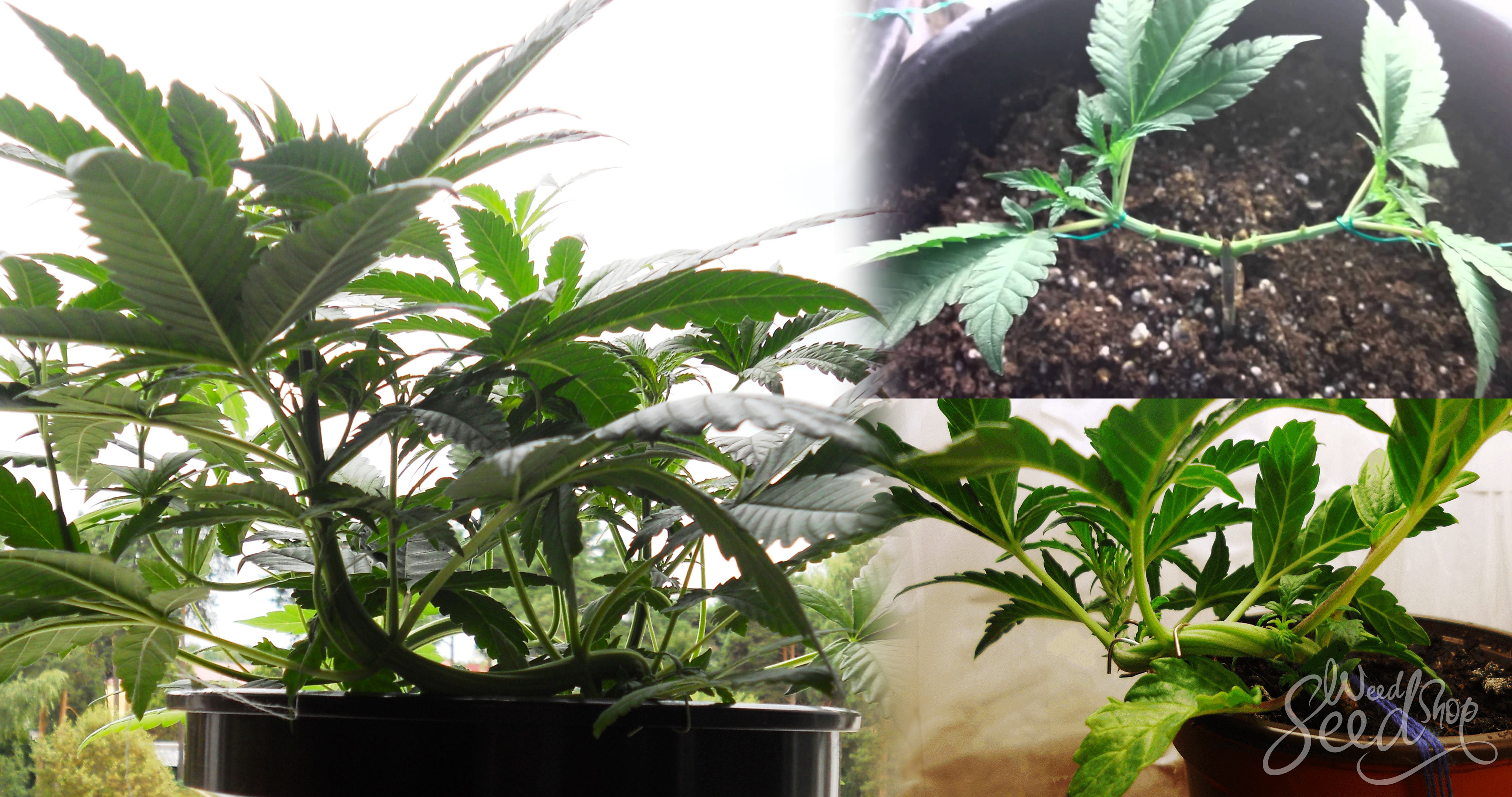 Die Technik des Low Stress Training (LST) - WeedSeedShop