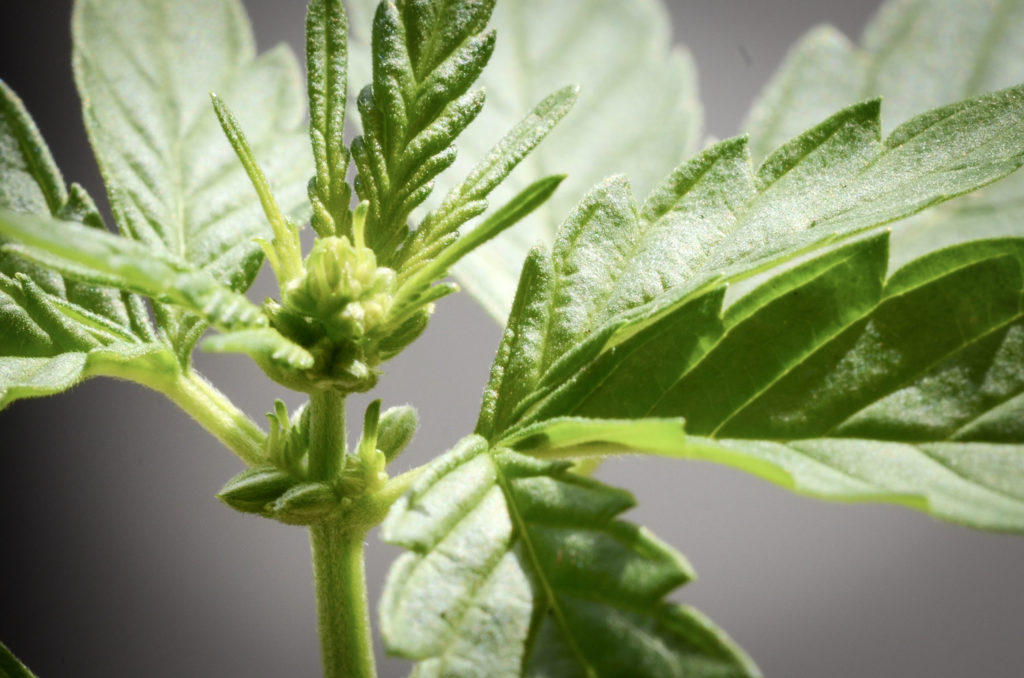 Comment sélectionner les plantes mâles - WeedSeedShop