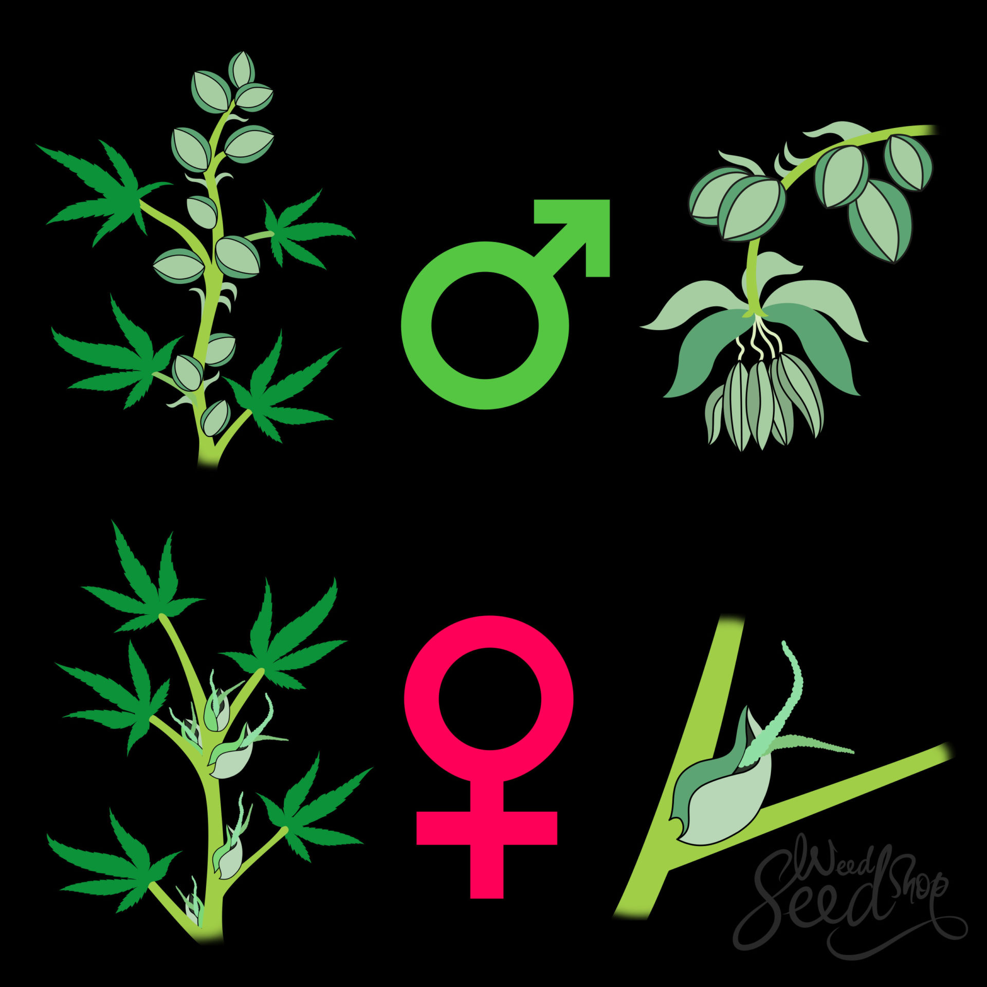 Ist deine CannabisPflanze weiblich oder männlich?